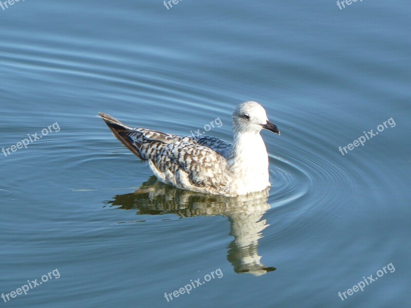 Seagull Sea Baltic Sea Bird Water