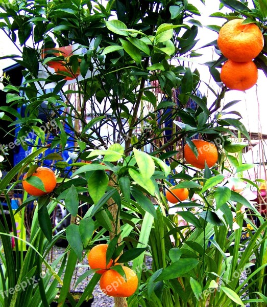 Mandarine Mandarin Harvest Fruit Free Photos