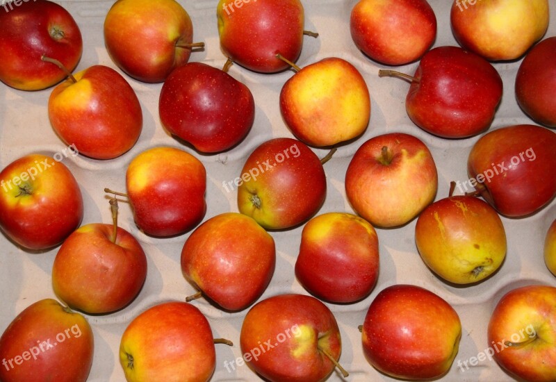 Apple Fruit Windfall Harvest Healthy