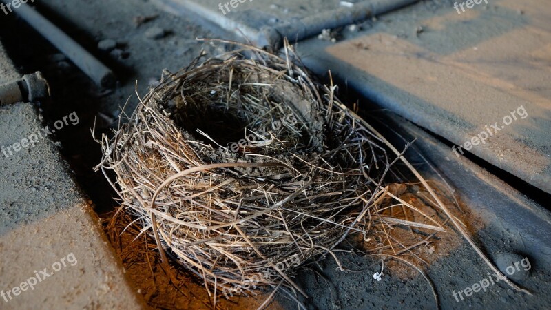 Nest Bird Nest Nature Grass Straw