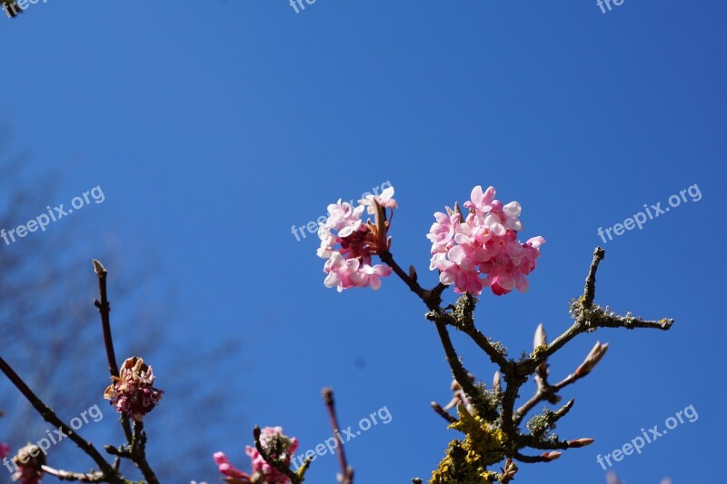 Flourished Spring Tree Macro Party