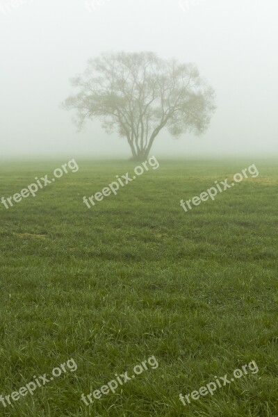 Fog Mist Tree Nature Landscape