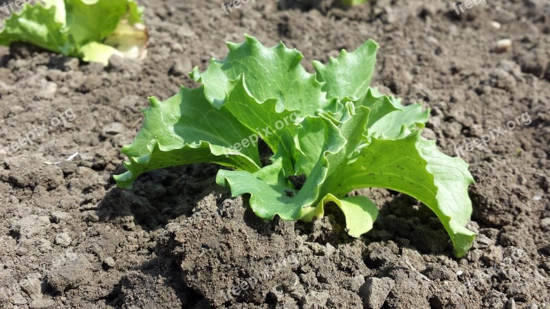 Salad Arable Agriculture Field Vegetables