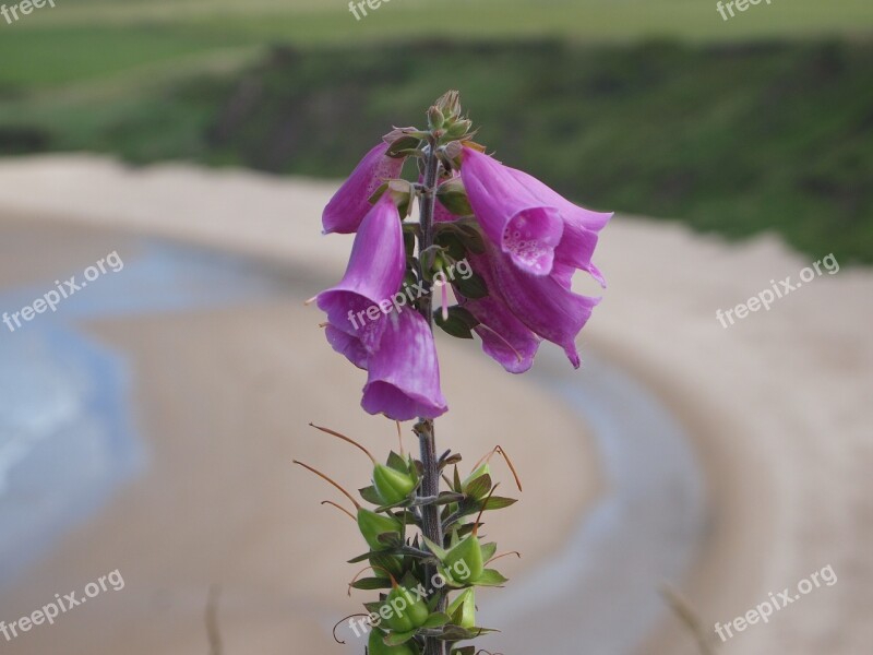 Foxgloves Beach Coast Walk Uk