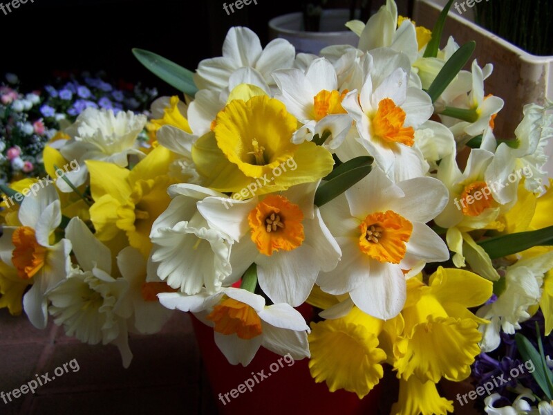 Daffodils White Yellow Spring Free Photos