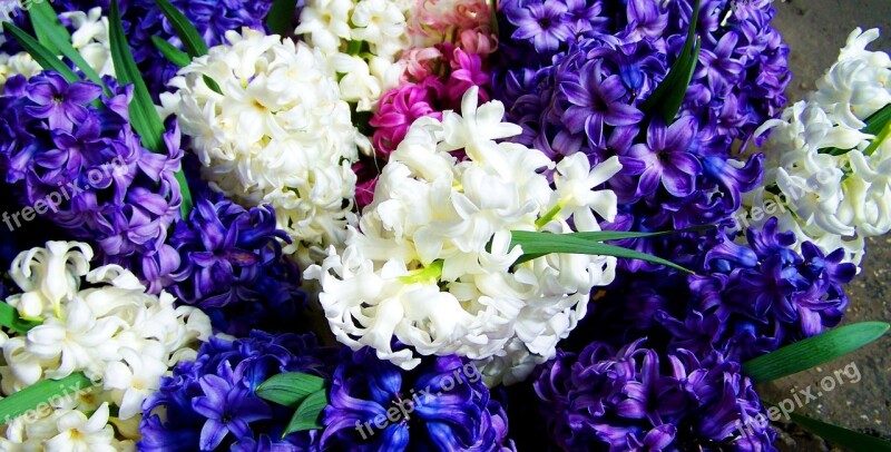 Hyacinths Mixed Colors Blue And White Spring Free Photos