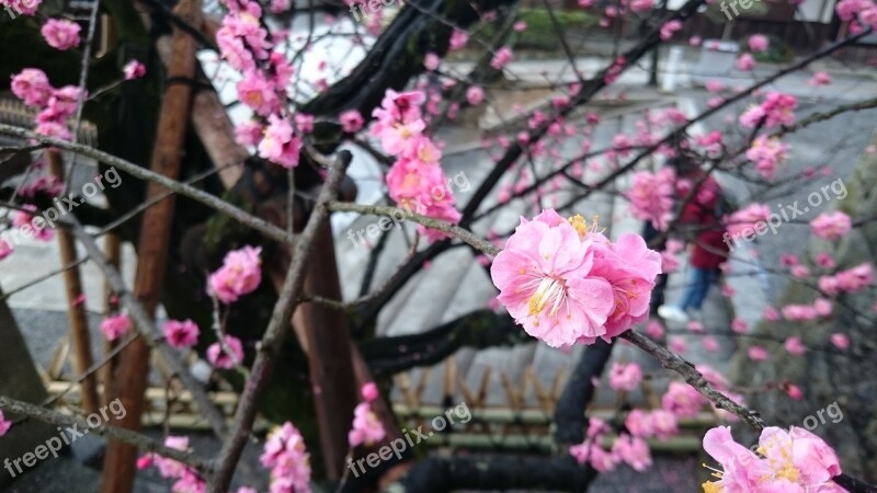 Cherry Blossoms Pink Red Japan Free Photos