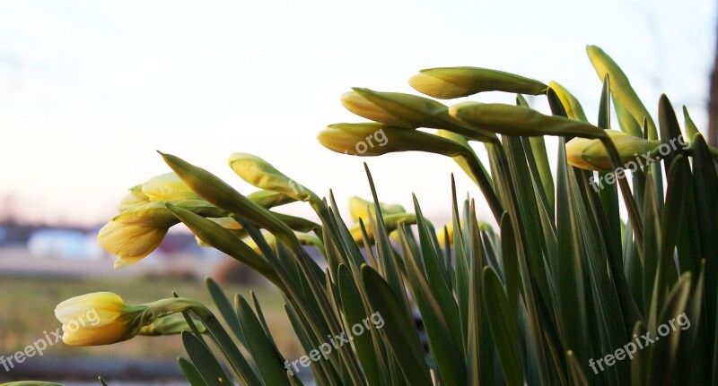 Daffodil Reach Green Young Fresh