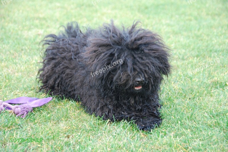 Hungarian Puli Puppy Canine Adorable