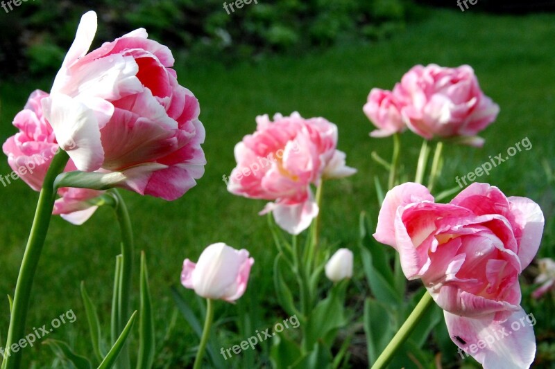 Tulip Flower Pink Blossom Springtime