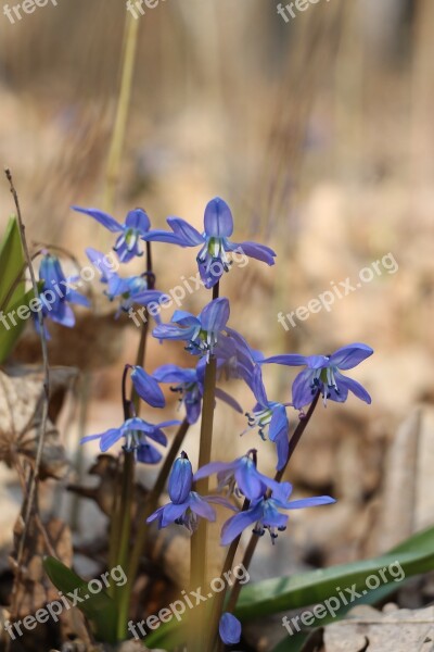 Snowdrop Snowdrop Blue Flowers Blue Flowers Wild Flowers Spring