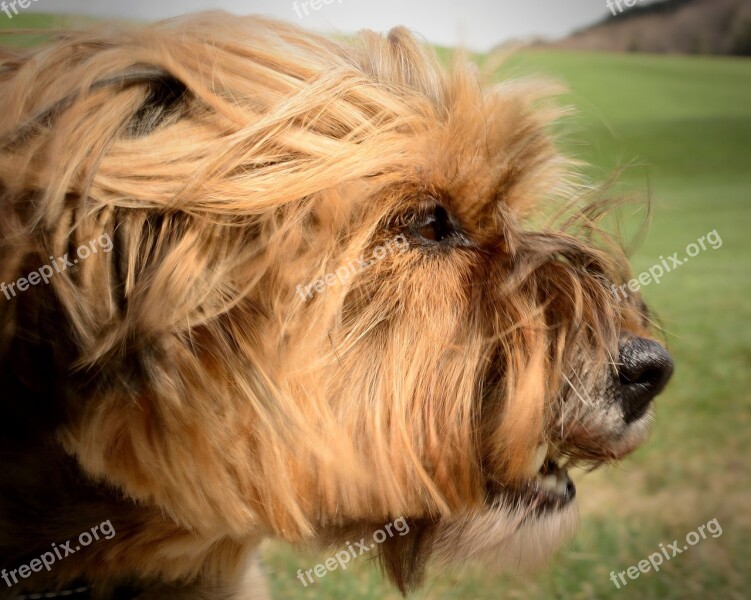 Dog Head Portrait Face Aggression