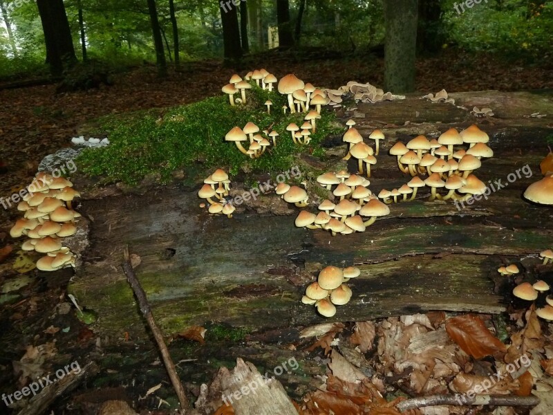 Mushrooms Wood Forest Nature Tree Stump