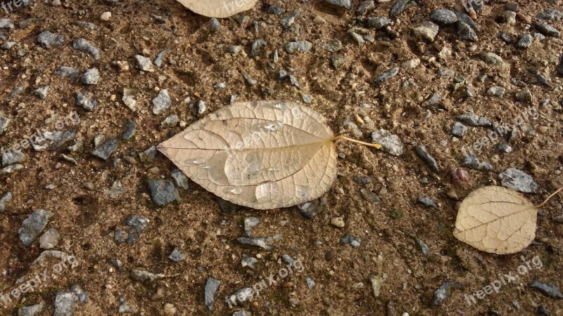 The Leaves Dew Autumn Free Photos