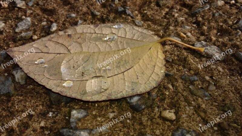 The Leaves Dew Autumn Free Photos