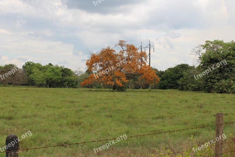 Trees Summer Savannah Free Photos