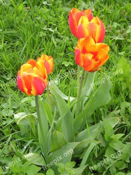 Tulip Grass How Meadow Spring