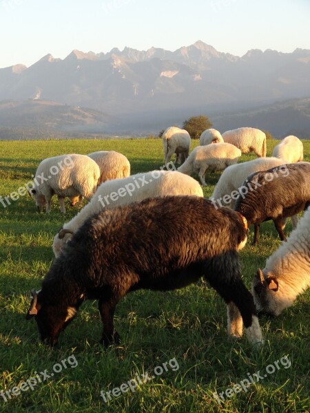 Nature Meadow Grass Sheep Black Sheep