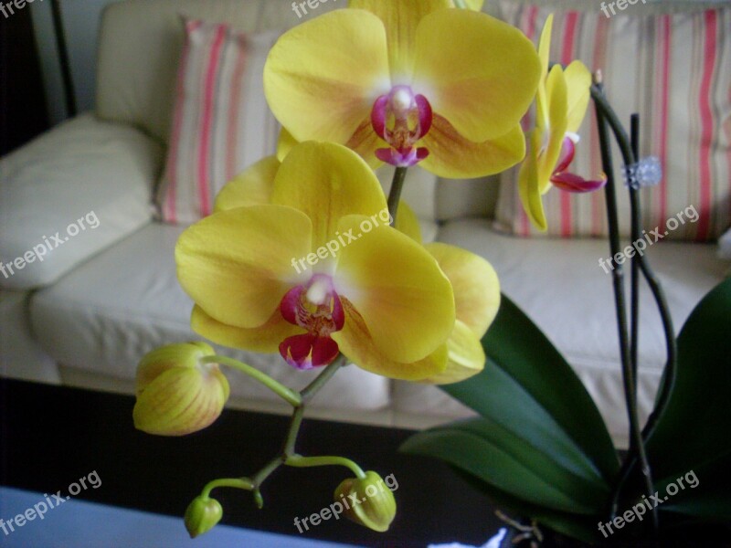 Orchid Flower Blossom Bloom Plant