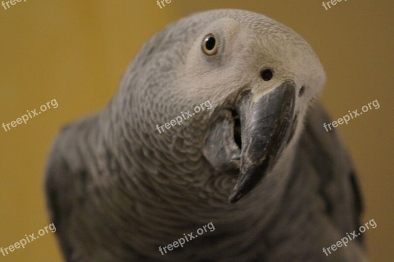 Grey Parrot Gabon Bird Nature