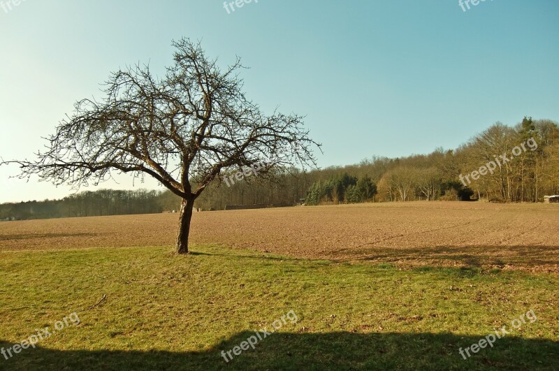 Tree Field Sun Sky Landscape