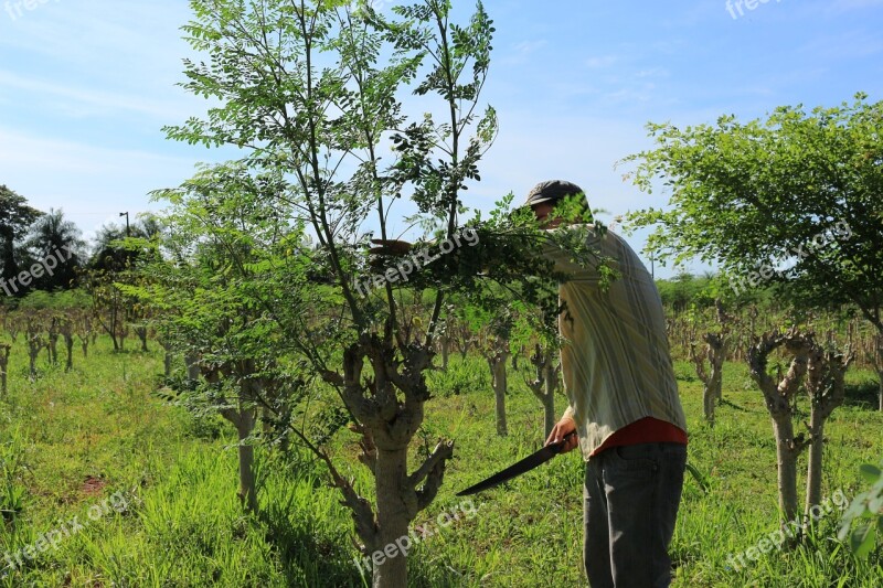 Agriculture Farmer Worker Free Photos