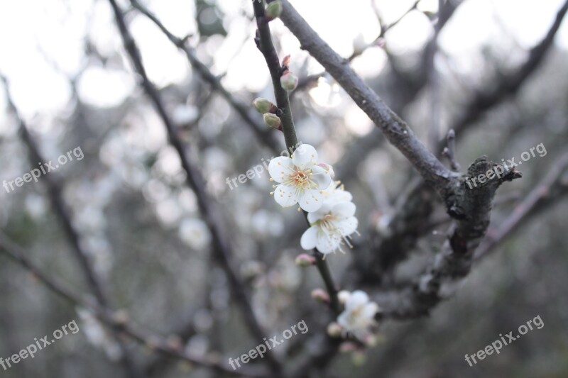 Plum Blossom Beautiful Romantic Free Photos