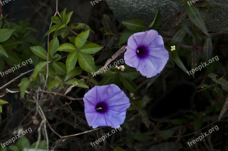 Purple Lilac Flower Plant Leaf Autumn