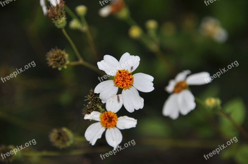 Wild Flowers Flowers Three Flowers White Free Photos