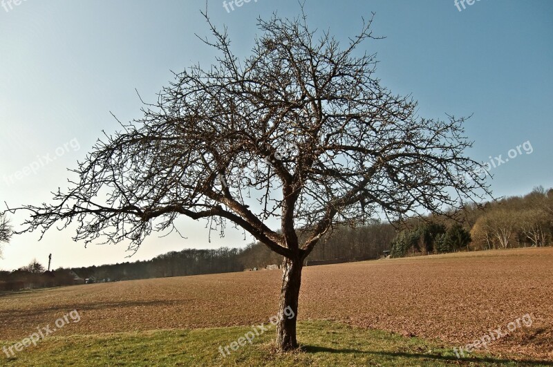 Tree Autumn Leaves Aesthetic Edge Of The Woods