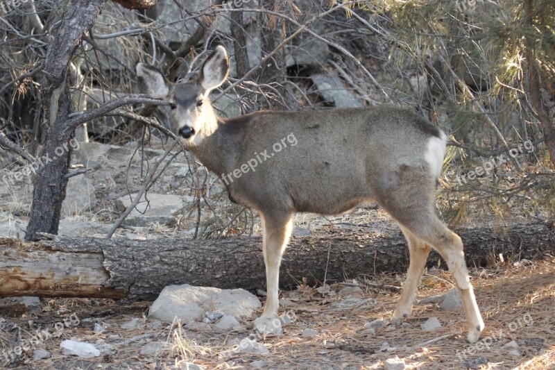 Mule Deer Doe Animal Deer Wildlife