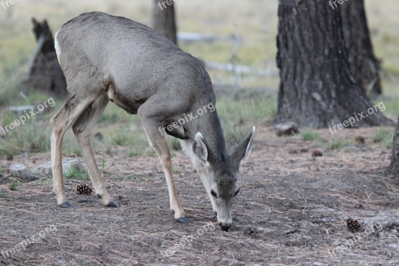 Mule Deer Animal Wildlife Doe Herbivore