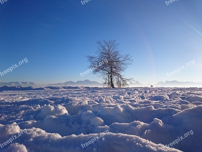 Winter Tree Snow Mountain Gaisberg