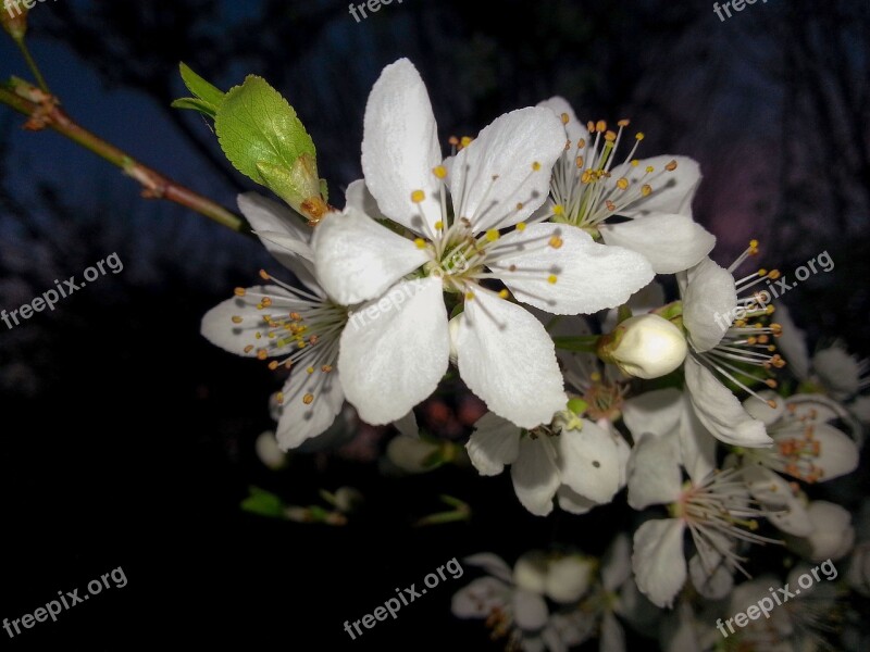 Branch Apple Blossom White Apple Tree Flowers