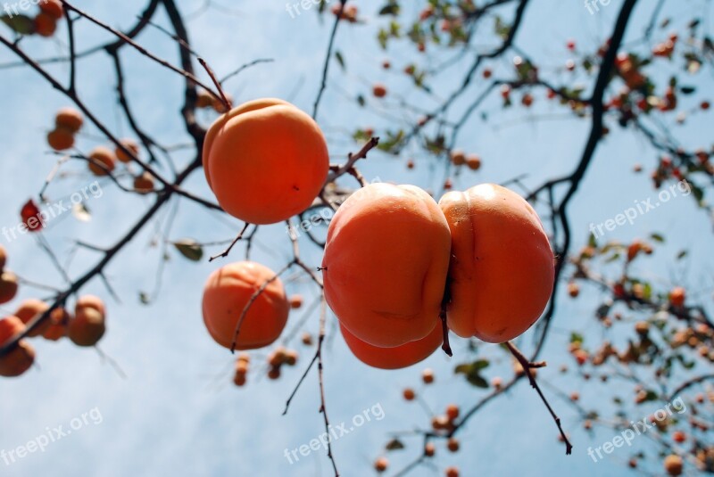 Persimmon Autumn Fruit Free Photos