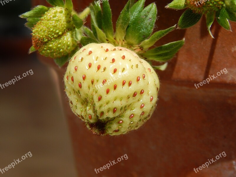 Strawberry Fruit Nature Free Photos