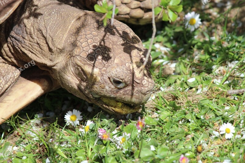 Turtle Tortoise Reptile Animal Giant Tortoise