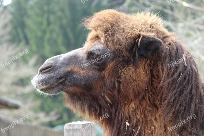 Camel Dromedary Animal Hump Nature