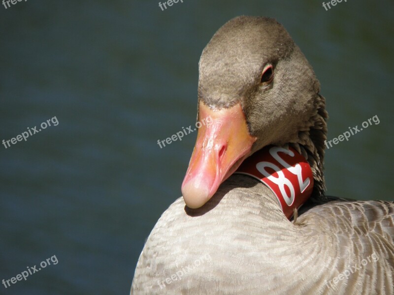 Goose Ring Head Detail Bird