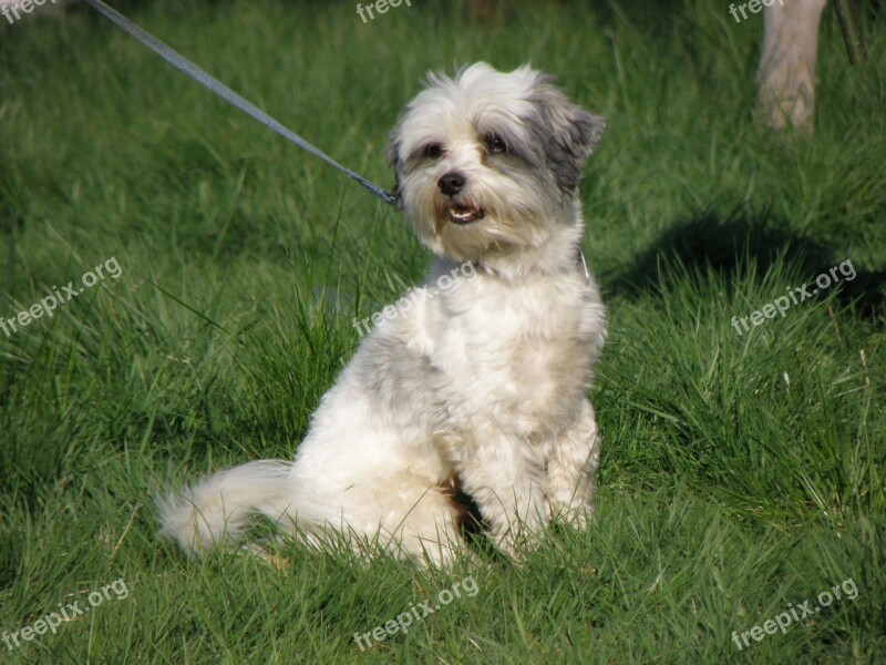 Dog A Hybrid Small Social Breed Free Photos