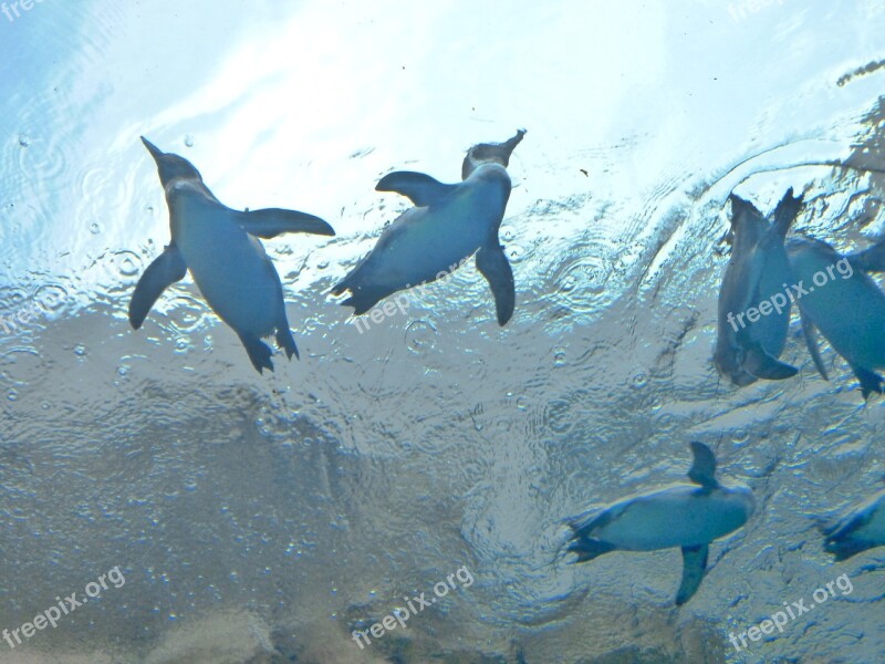 Penguin Aquarium Water Swim Free Photos