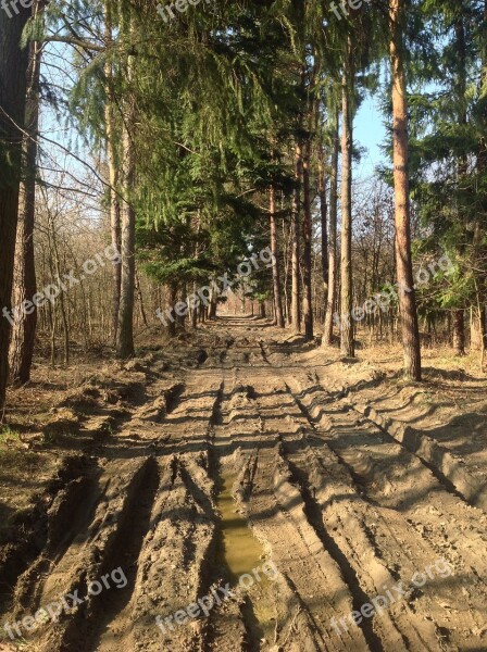 Muddy Road Dirt Road Dusty Road Forest Spring