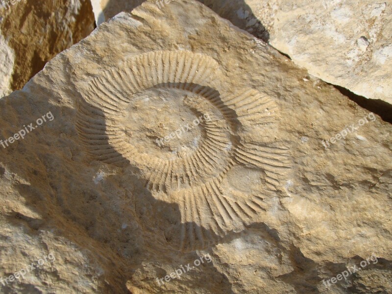 Fossil Ammonite Rock Prehistory Free Photos