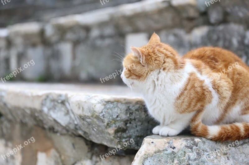 Cat Ginger Ruins Monuments Free Photos