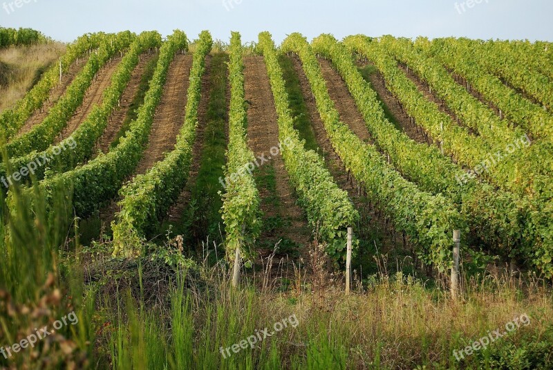 Vineyards Loire France Free Photos