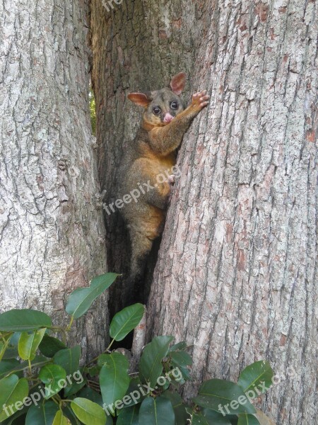 Hello Possum Picnic Tree Family Home