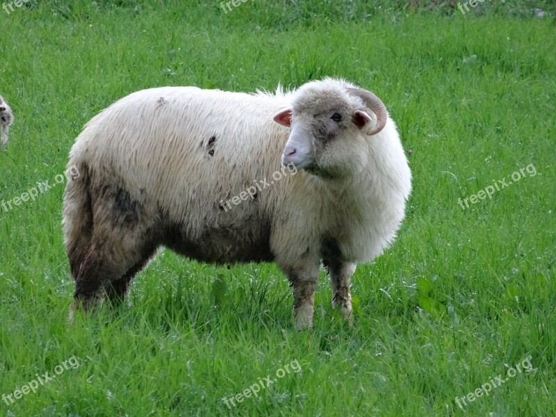 Nature Meadow Grass Sheep Pasture Land