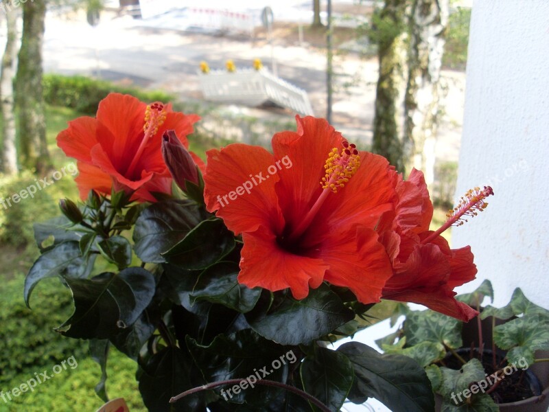 Flower Red Flowers Plant Hibiscus