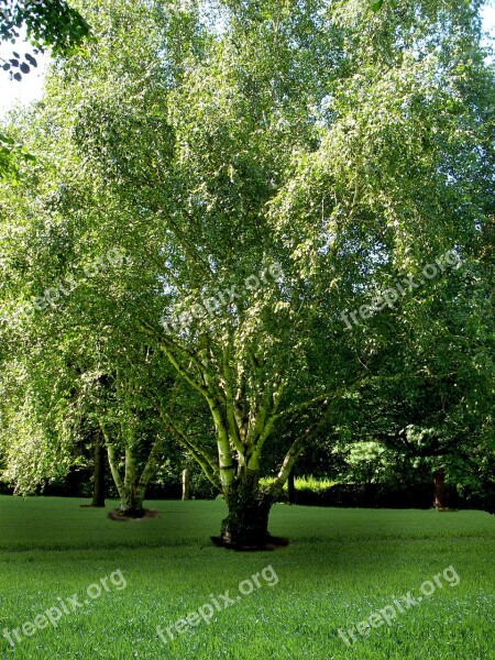 Leaves Nature Tree Green Castle Park