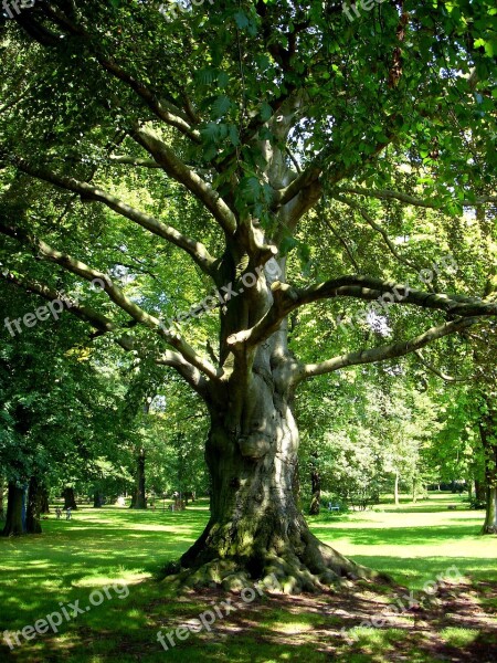 Tree Summer Leaves Castle Park Nature